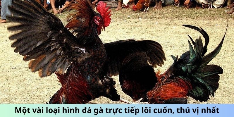 Một vài loại hình đá gà trực tiếp lôi cuốn, thú vị nhất