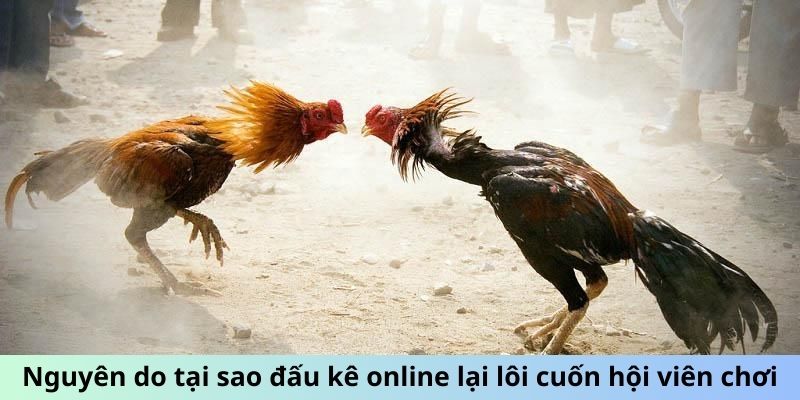 Nguyên do tại sao đấu kê online lại lôi cuốn hội viên chơi