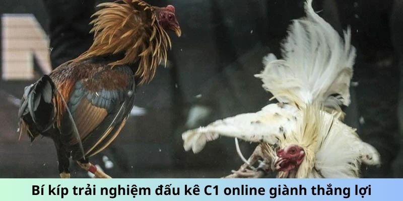 Bí kíp trải nghiệm đấu kê C1 online giành thắng lợi