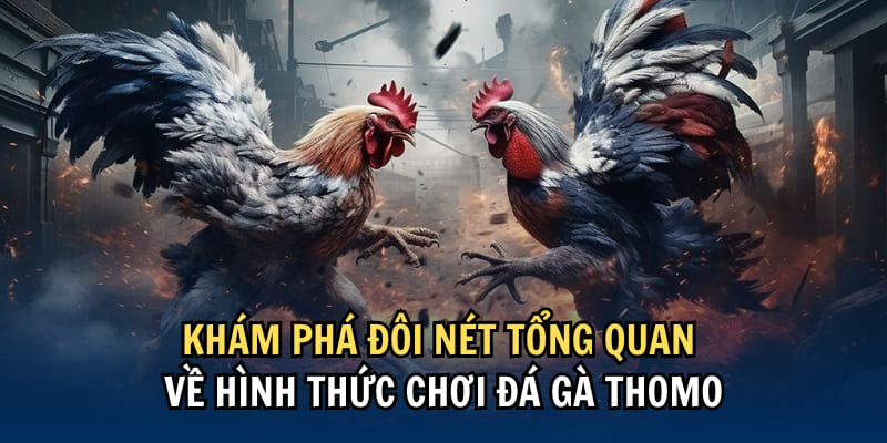 Đá gà Thomo là phương thức được ưa chuộng hàng đầu tại U888