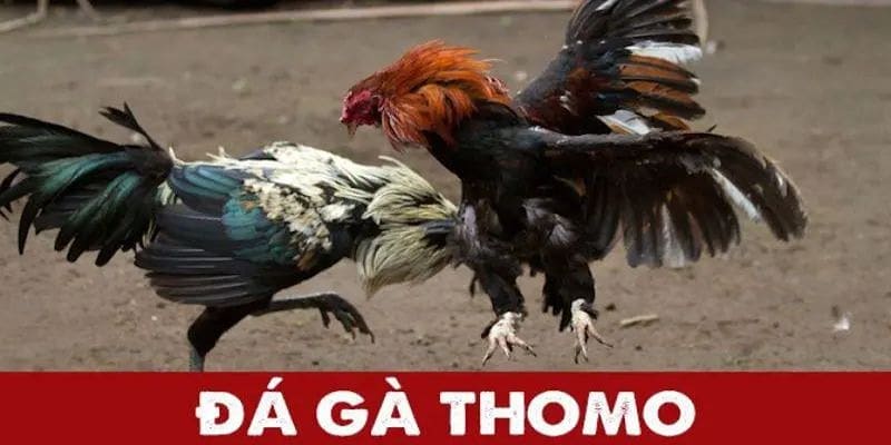 Tìm hiểu về đá gà thomo tại U888