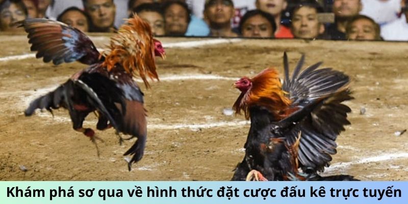 Khám phá sơ qua về hình thức đặt cược đấu kê trực tuyến