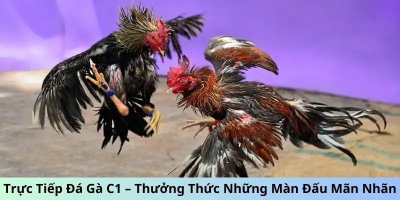 Tìm hiểu về trực tiếp đá gà c1