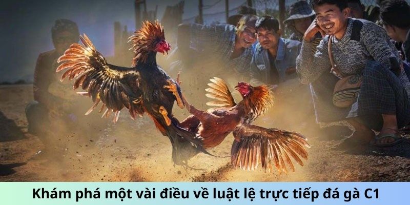 Khám phá một vài điều về luật lệ trực tiếp đá gà C1